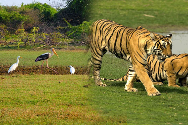 Golden triangle with birds and tigers